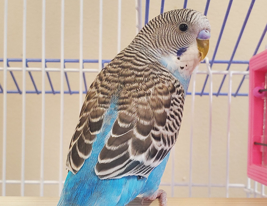 Blueberry the bird ambassador